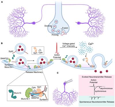 Genetic disorders of neurotransmitter release machinery
